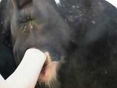 Blowjob bestiality sex