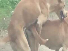 Zoo Sex Animal Mating