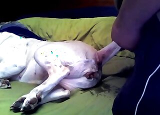 كلب أبيض سعيد لأن يمارس الجنس مع حيوان شهواني هنا