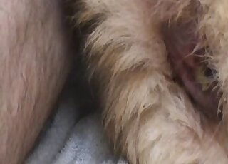 مهبل الحيوان المثير يتوسل إلى حد كبير ليتم ممارسة الجنس معه بواسطة ديلدو