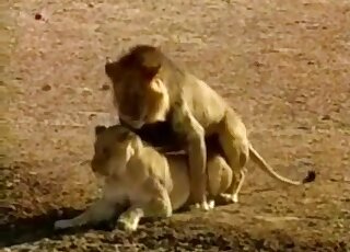 Lion fucking movie ripped straight from a nature documentary