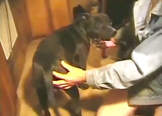 Dude is happy to fuck a black dog on the floor before enjoy orgasms