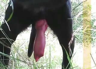 Outdoor porn movie that focuses on the size of a dog's red cock