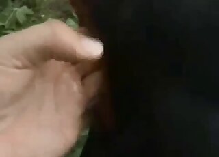 كلب أسود يتعرض لللمس بشغف في مقطع فيديو إباحي خارجي