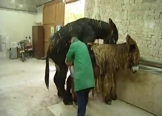 Two donkeys fucking each other with horny people watching them