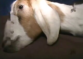 رجل يستمتع بالجماع التبشيري والجانبي مع عنزة بيضاء