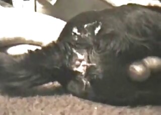 Sideways fucking and passionate gape with a black dog that cums