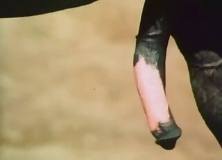 قضيب حصان ضخم مكشوف في فيلم إباحي خارجي مع XXX المحرمات