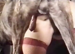 Red stockings babe getting banged by a dog on all fours as well