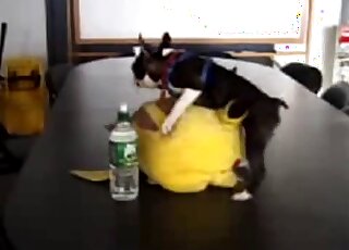 Tiny black dog desperately wants to fuck this Pikachu toy or something