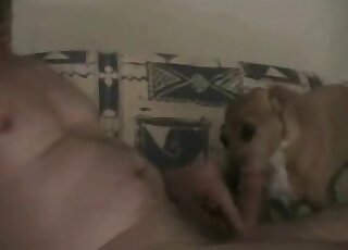 Brown dog shows its obedience by giving a horny guy a blowjob here