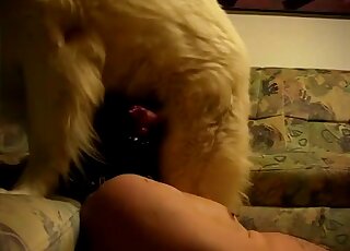 رجل مثلي الجنس يرتدي قناعًا أعرجًا يسمح لكلبه بممارسة الجنس معه في مقطع فيديو إباحي مثير