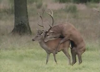 Deer-on-deer fucking in an outdoor video with passionate teasing