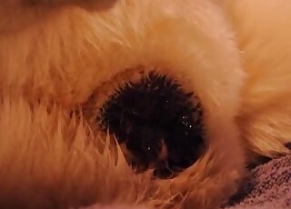 Dude grabs his dick and rams into this dog's sensitive pussy