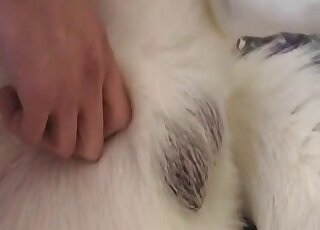 White dog with a hot pussy and blue eyes fucked by a hairy cock