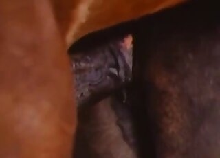 Hot stallion penis is being inserted into a mare's real wet pussy