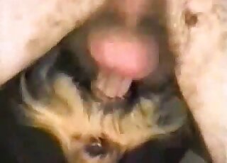 رجل مشعر ذو قضيب صلب يستمتع بممارسة الجنس العنيف مع الكلاب عن قرب