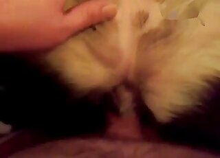 Guy's shameless penis enters dog pussy in a missionary position