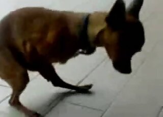 إباحية جنسية ذاتية تظهر كلبًا صغيرًا يمص بقوة