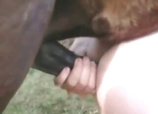 رجل يمسك بقضيب حصان صلب ليجعل هذا الحصان يمارس الجنس مع شرجه العصير