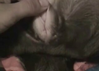 Dude inserting one of his fingers into this animal's greedy butthole