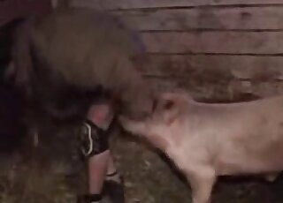 يتم استخدام قضيب الخنزير اللولبي لممارسة الجنس مع هذا الرجل من خلال فتحة الشرج الضيقة