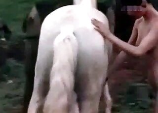 Skinny zoophile whore passionately strokes horse's dick outdoors