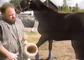 Horny stallion getting jerked off by a curly-haired zoophile dude