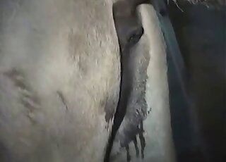 Awesome animal cock is being spotlighted in a voyeur-style video