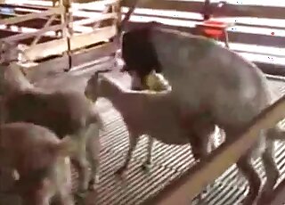 Goat pussy is like the best treat possible for this horny animal