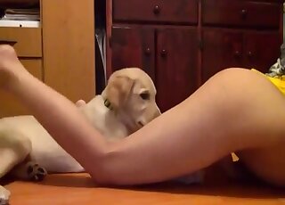 Cute Labrador provides kneeling teen chick with sloppy pussy licking