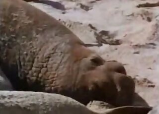 جماع عاطفي بين الفقمات على الشاطئ تم التقاطه بالكاميرا