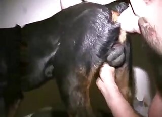 Tattooed guy licks the dog butt before enjoying anal penetration