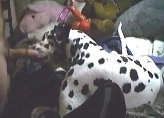 Beautiful Dalmatian is offered with stiff dick which he gladly licked