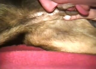 Skinny guy lets the dog eat his butt after anal banging