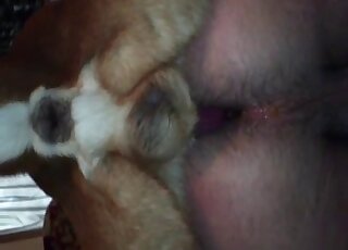Amateur bestiality - Hairy man's ass gets rammed by fluffy dog dick