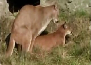 Zoo porn compilation - Animals in heat love having doggy style sex