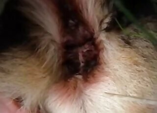 Horny dog got jerked off by the master until shooting a big cum load