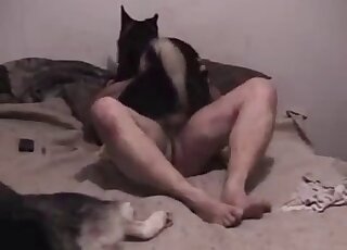 Female German Shepherd does cowgirl riding with the horny master
