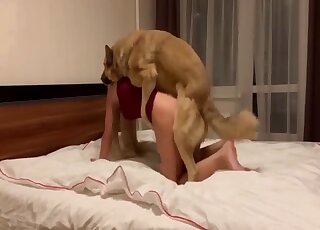 German Shepherd can't wait to pound blonde babe's pussy