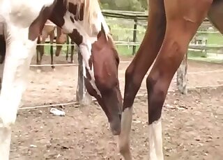 Amateur zoo sex - Cameraman films copulation seance between horses