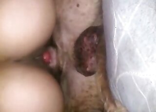 كلب كسول يسمح لفتاة شهوانية بركوبه على طريقة رعاة البقر حتى يصل إلى النشوة الجنسية