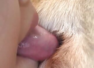 Japanese teen treats two Labradors with cock sucking and rimming
