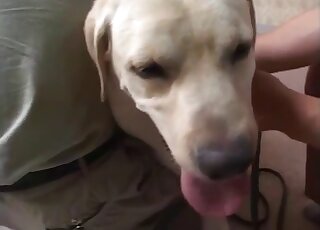 White Labrador provides Japanese teen girl with super stiff cock