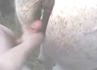 Amateur dude is filmed while pounding horse pussy doggy way