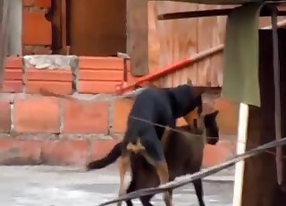 Dog is caught banging cat by amateur zoo sex lover