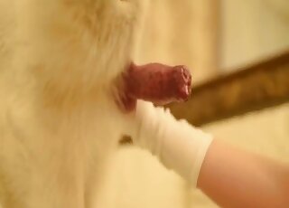 Blonde in white lingerie gets pussy banged by horny fluffy dog