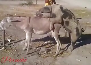Donkey is about to get fucked by a chubby pig in heat