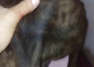 Amazing closeup video showing a hot dog with its gorgeous penis