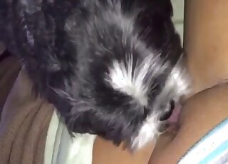 Black dog eating this zoophile's juicy vagina in a taboo porn movie